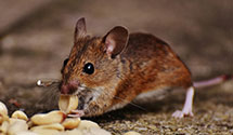 24 Hour & Emergency Exterminators in Central Baptist College, AR